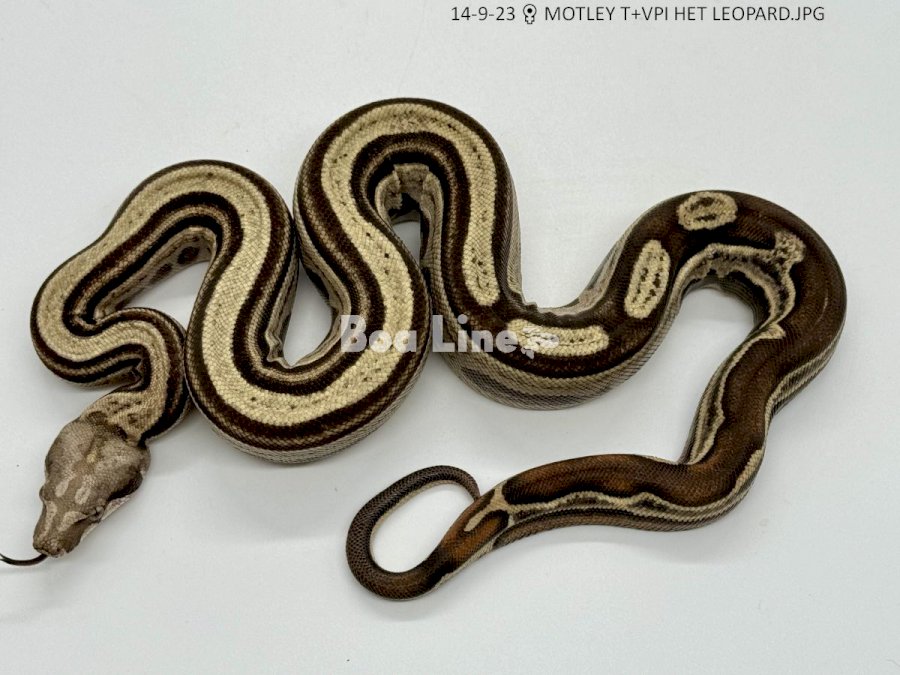 MOTLEY T+VPI HET LEOPARD